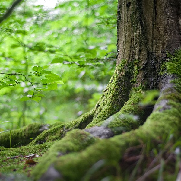 Bosque