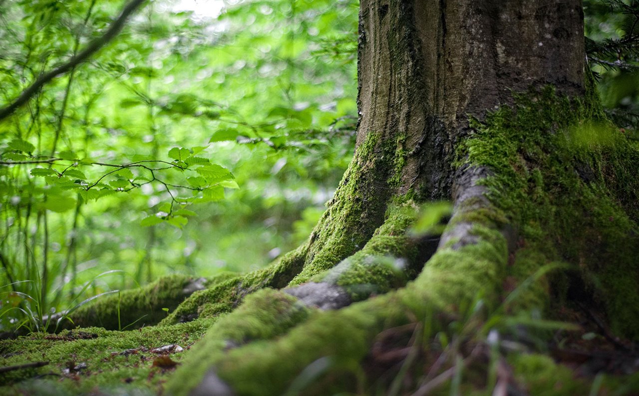 Bosque