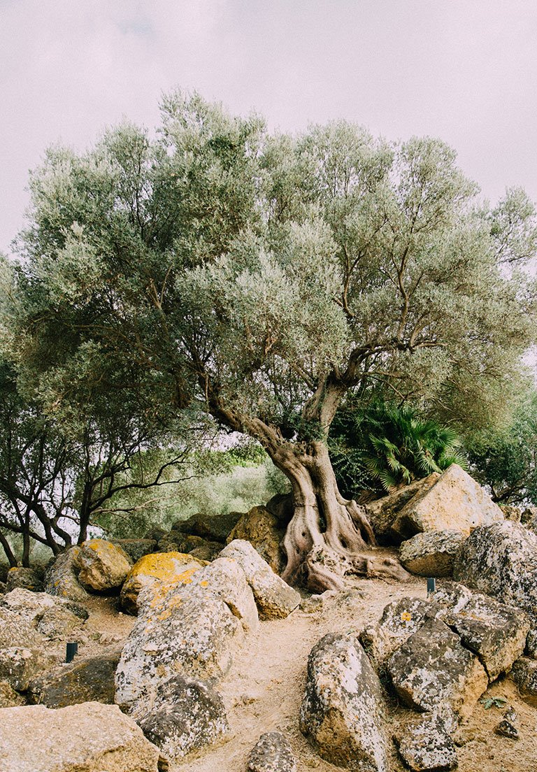 Olivo