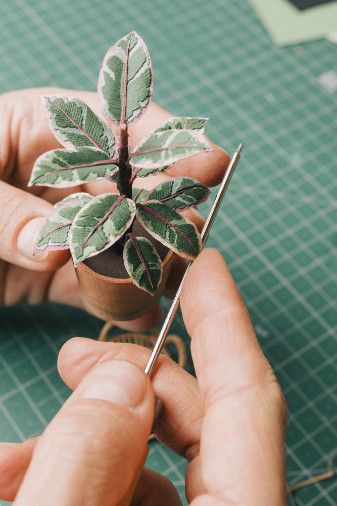 Planta de Raya Sader Bujana