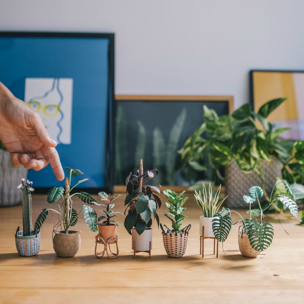 Plantas en miniatura de Raya Sader Bujana