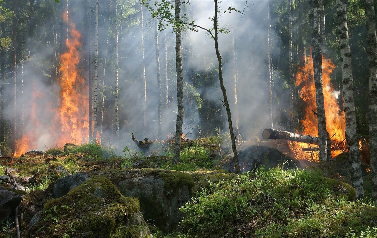 Incendio en un bosque