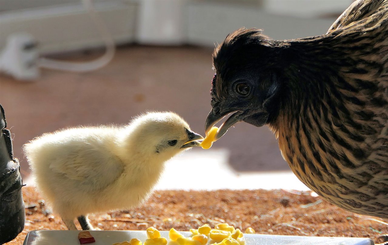 Pollito y gallina