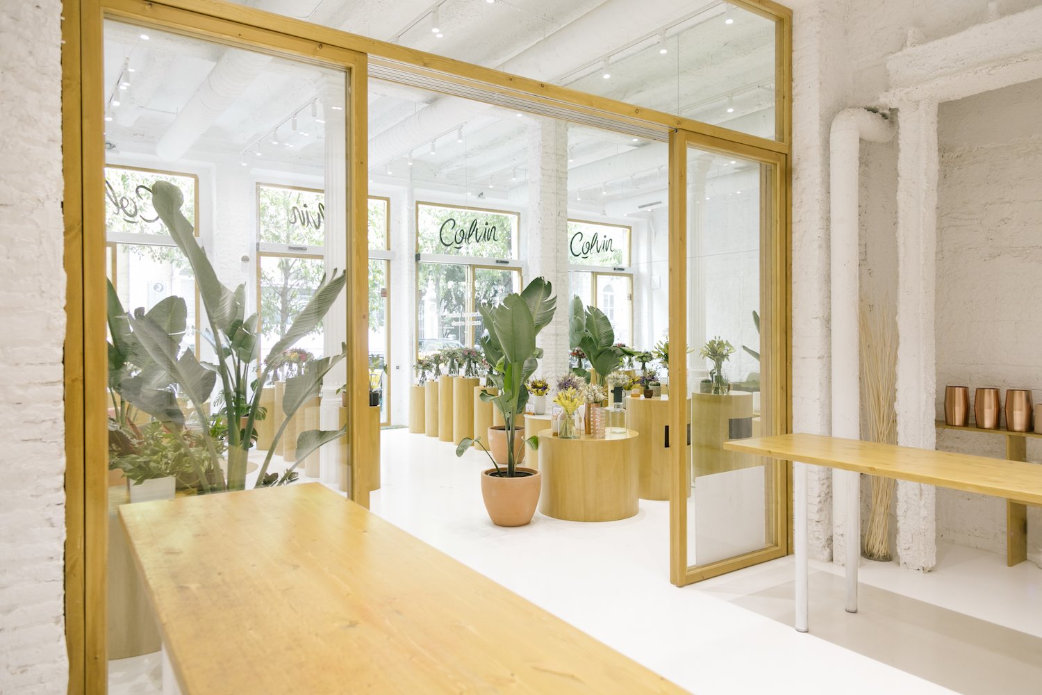 cuidar de las plantas en invierno Colvin Store LirolaCusso   (9)