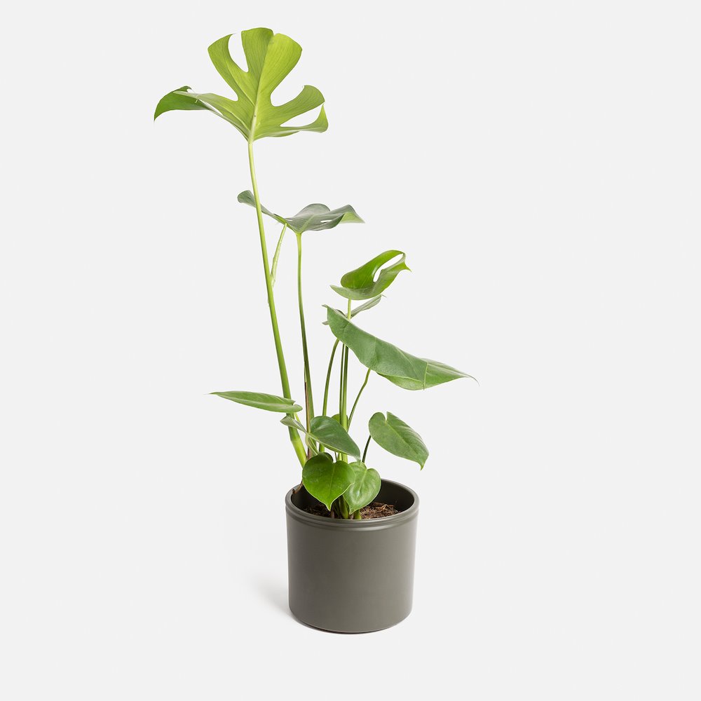 cuidar de las plantas en invierno MIRANDA - MONSTERA DELICIOSA (L)