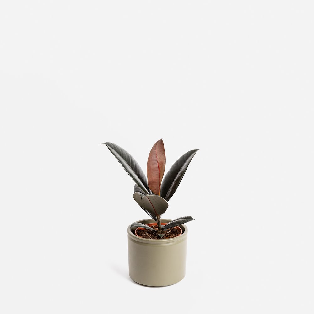 cuidar las plantas en invierno GALA - FICUS ELASTICA (M)