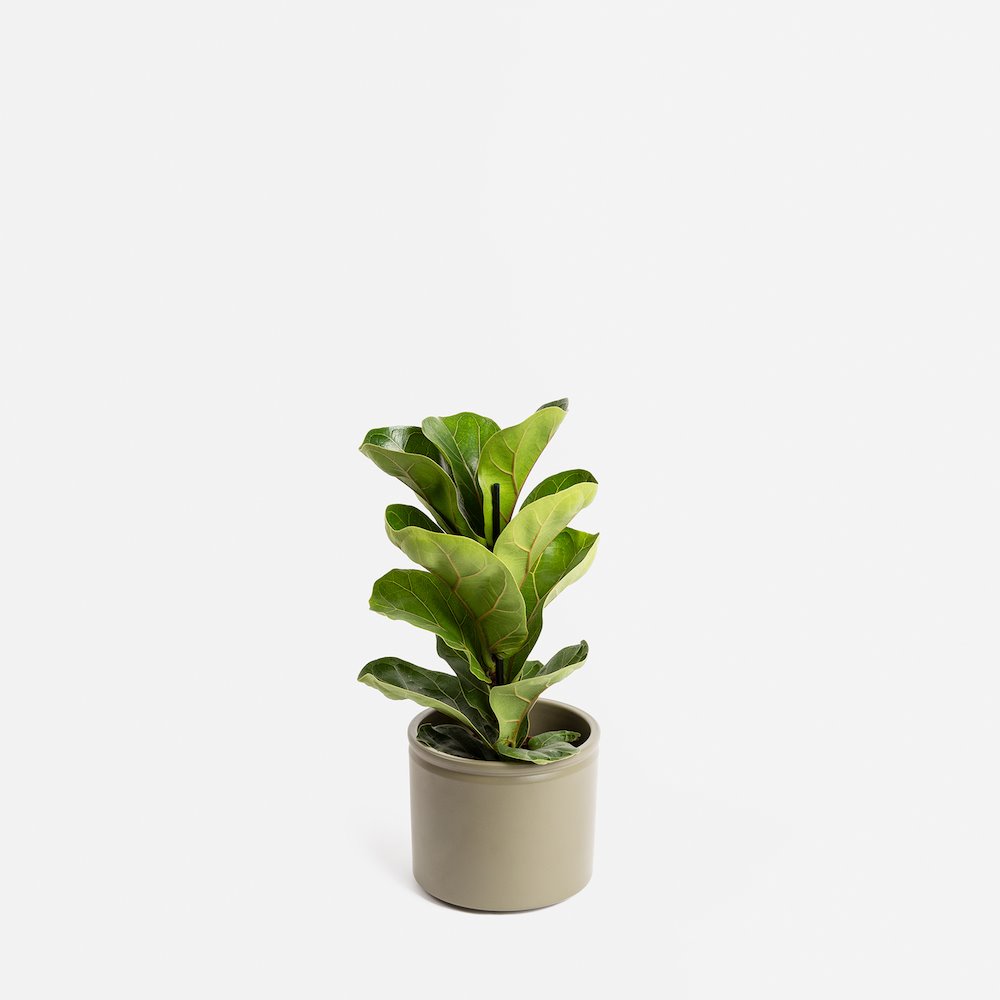 cuidar las plantas en invierno LUA - FICUS LYRATA (M)