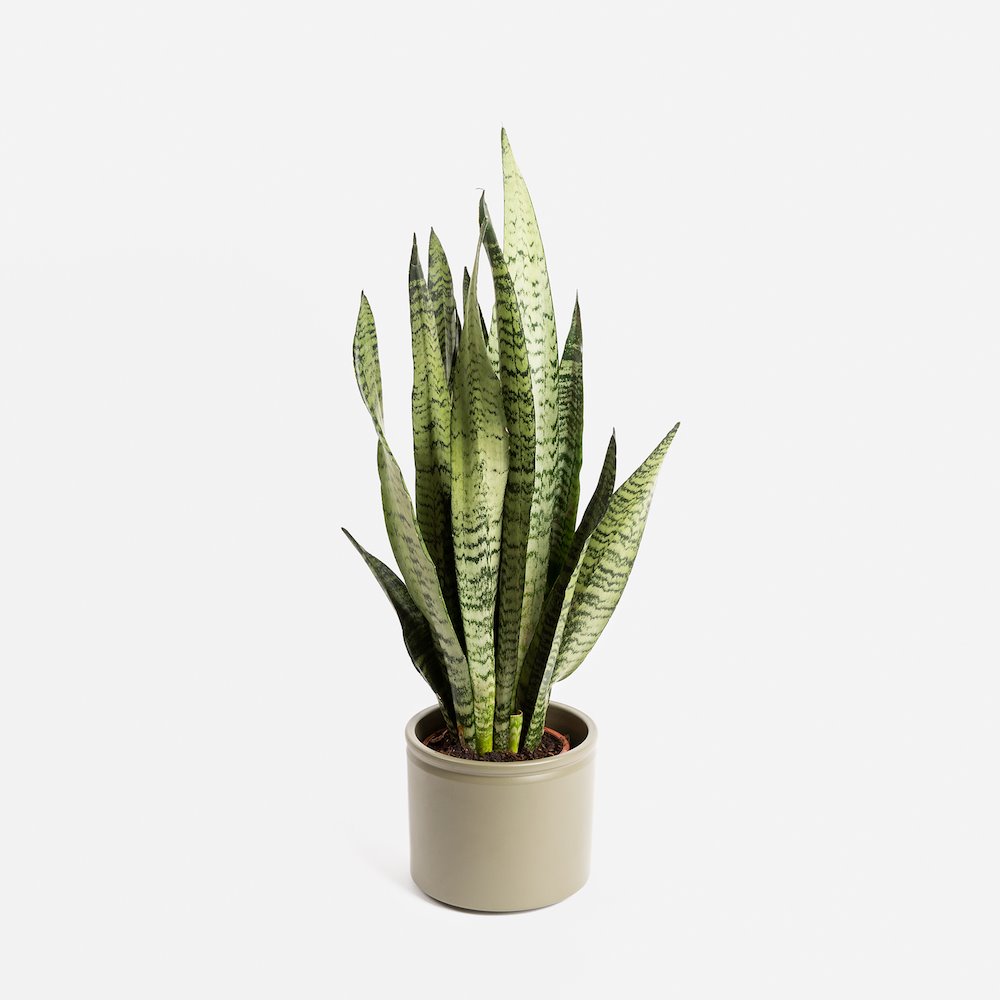cuidar las plantas en invierno SAVANNAH - SNAKE PLANT (M)