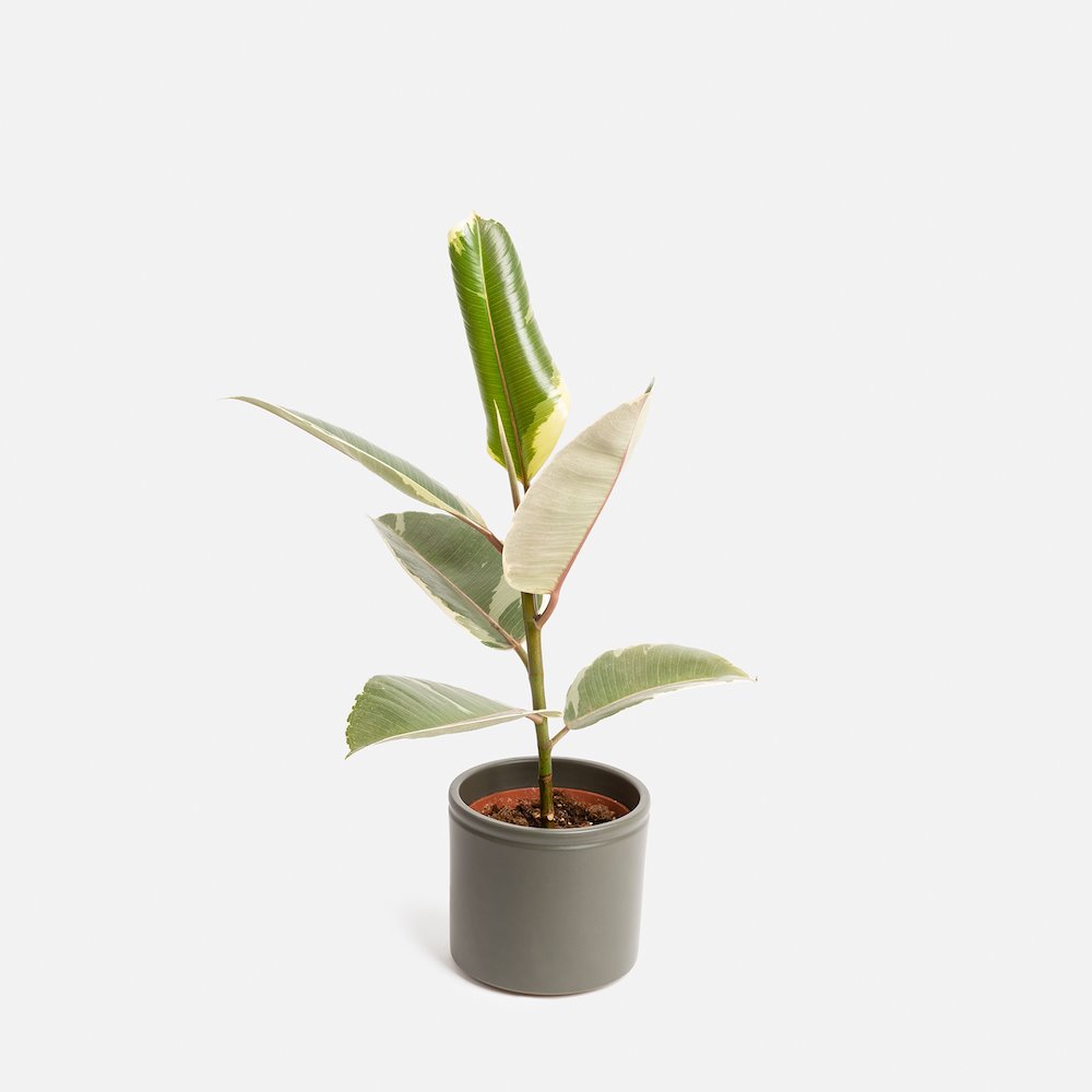 cuidar las plantas en invierno TESSA - FICUS ELASTICA TINEKE (M)(1)