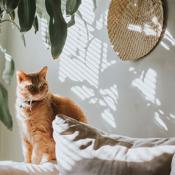 Gato tomando el sol
