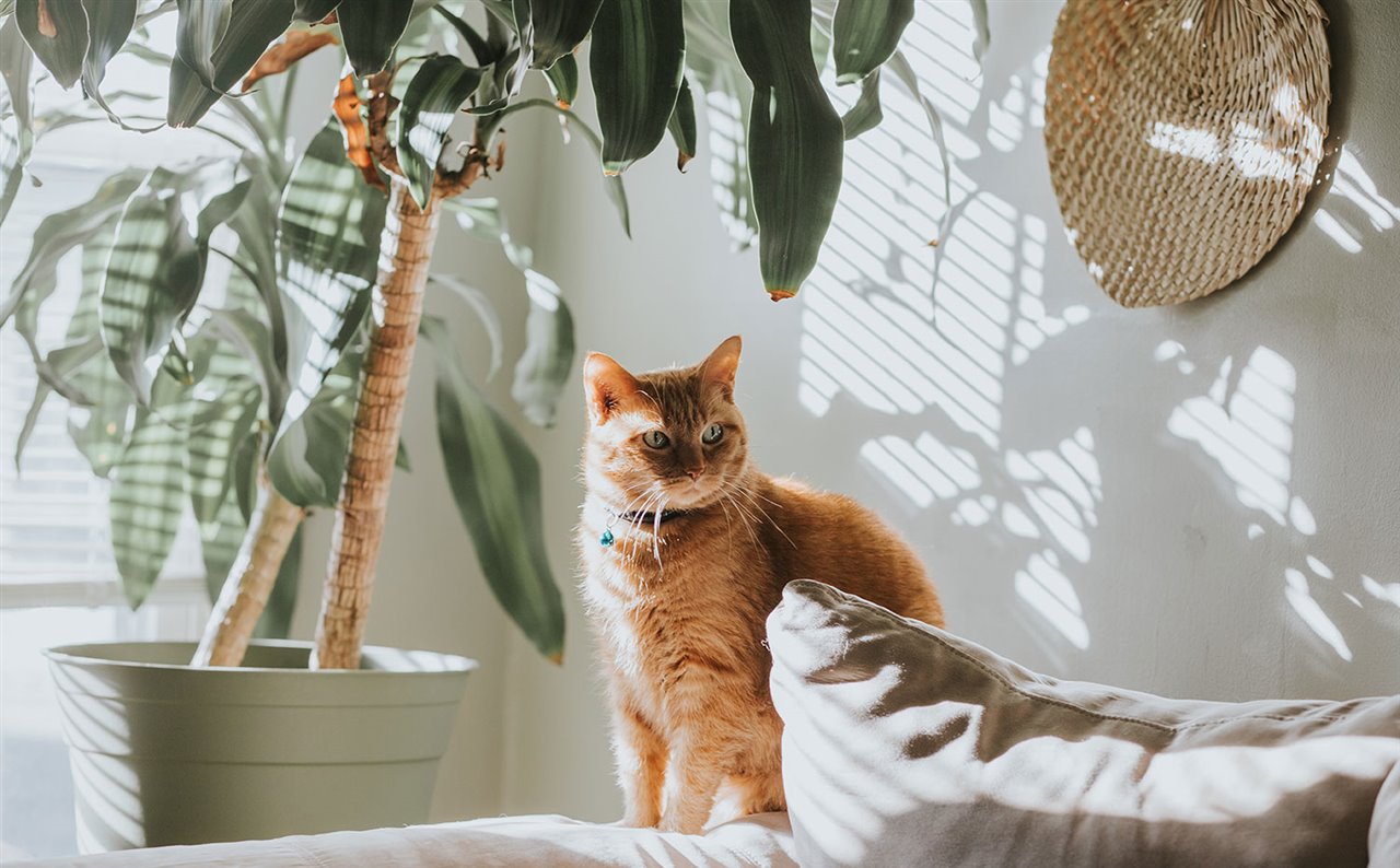 Gato tomando el sol