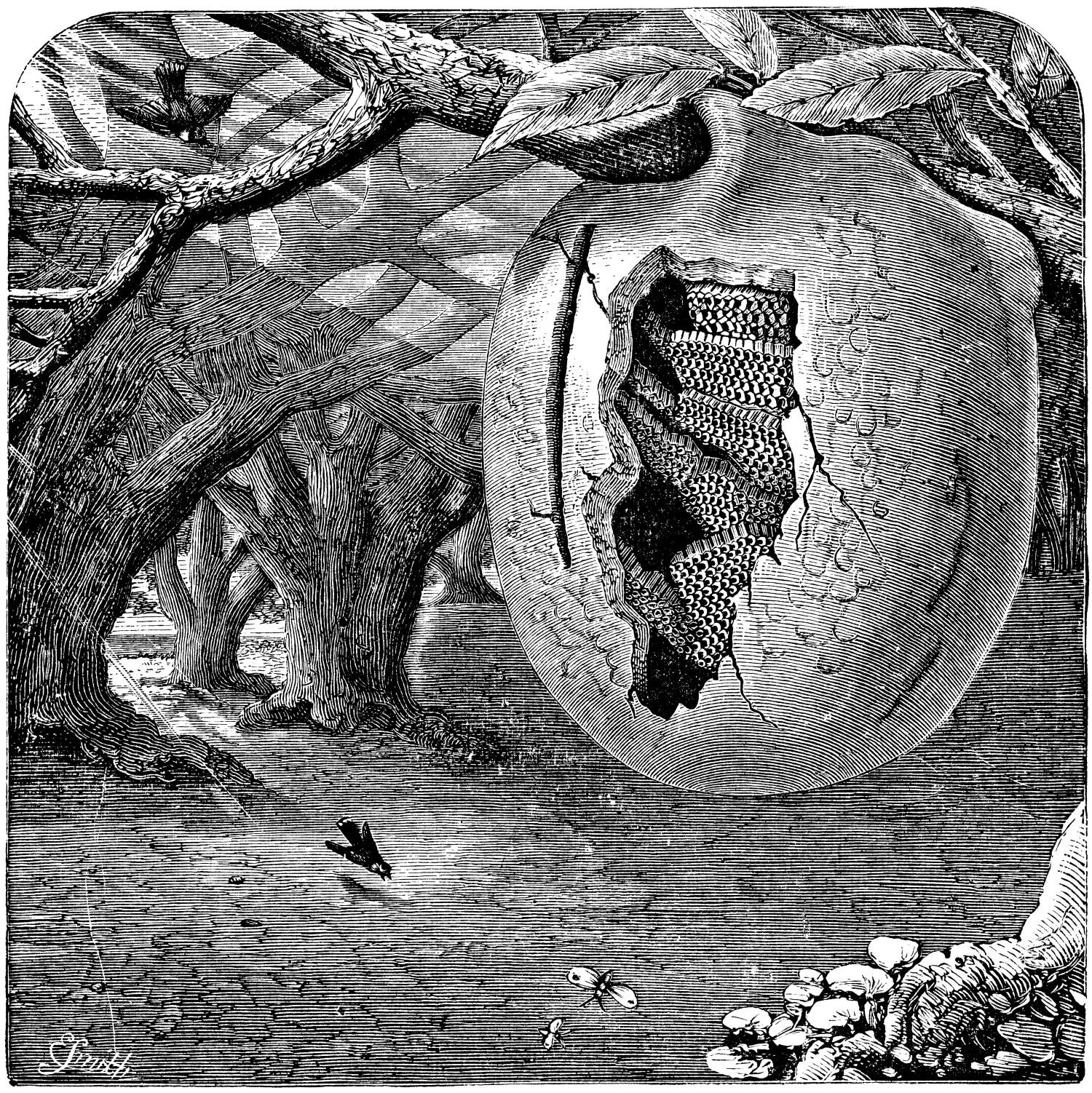 animales arquitectos 2 HWH 457p