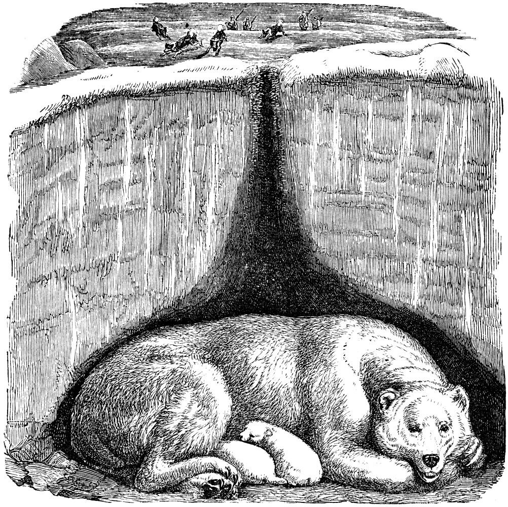 animales arquitectos 3 HWH 36p