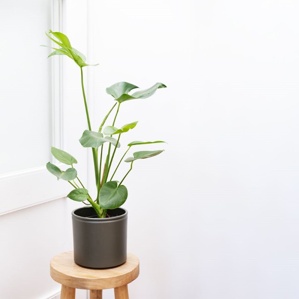 planta miranda de colvin