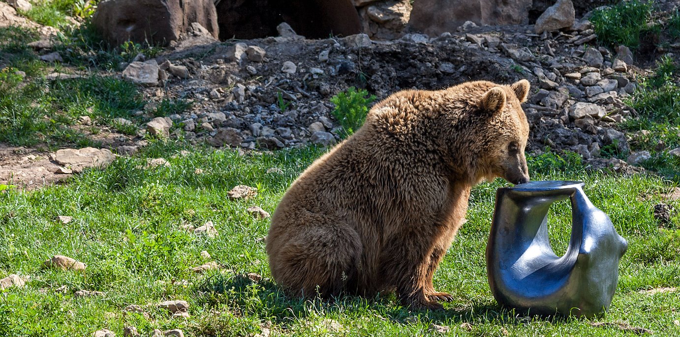 Edit Szabó Tame Bear