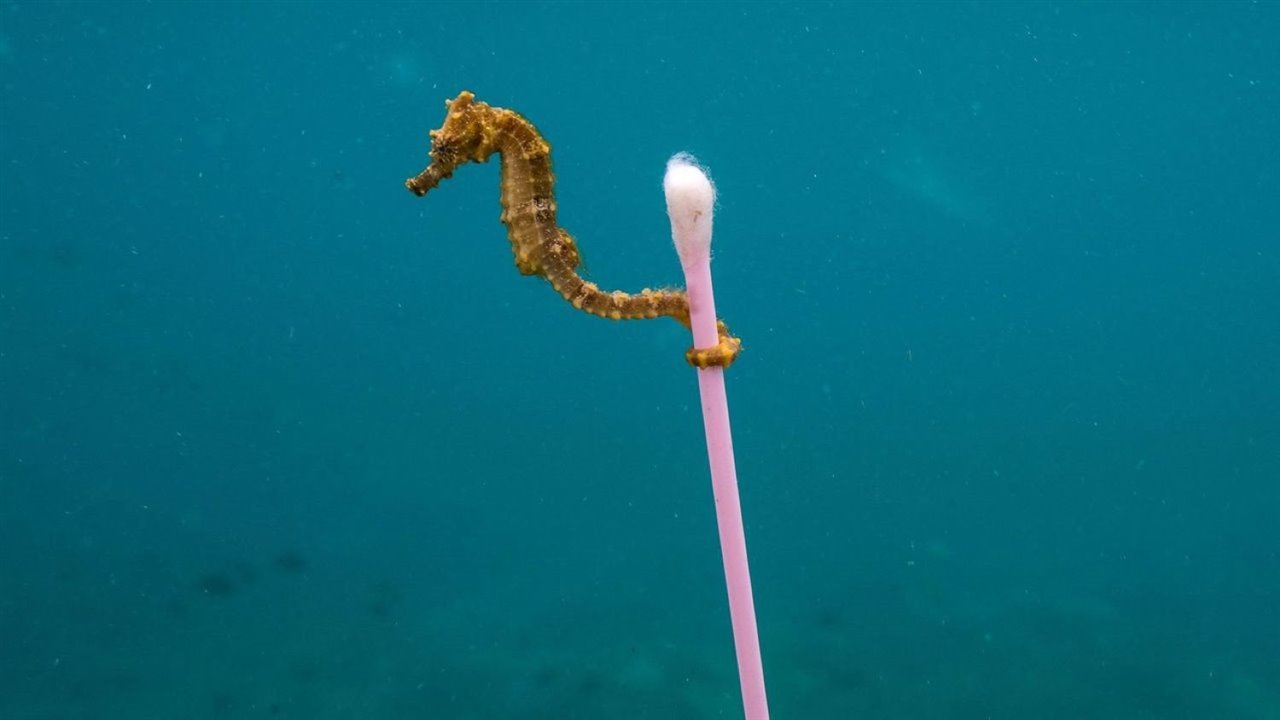 La imagen de Justin Hofman agitó conciencias. "Ojalá esta fotografía no existiera, pero quiero que todo el mundo la vea", declaró. 