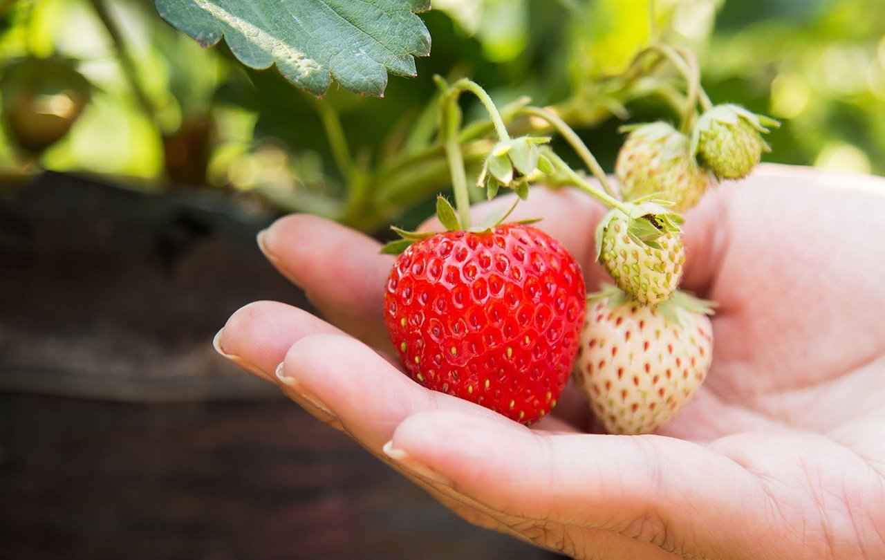 Fresas