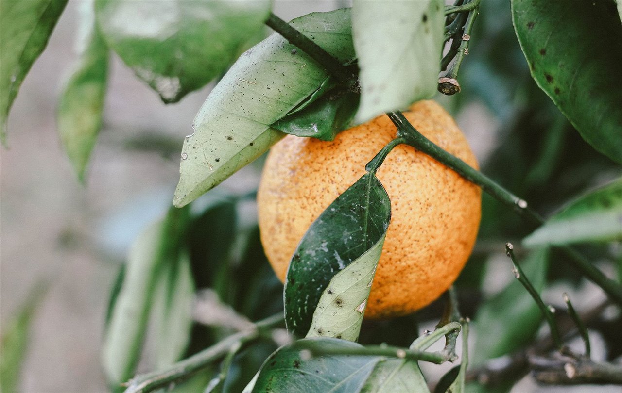 Naranjas