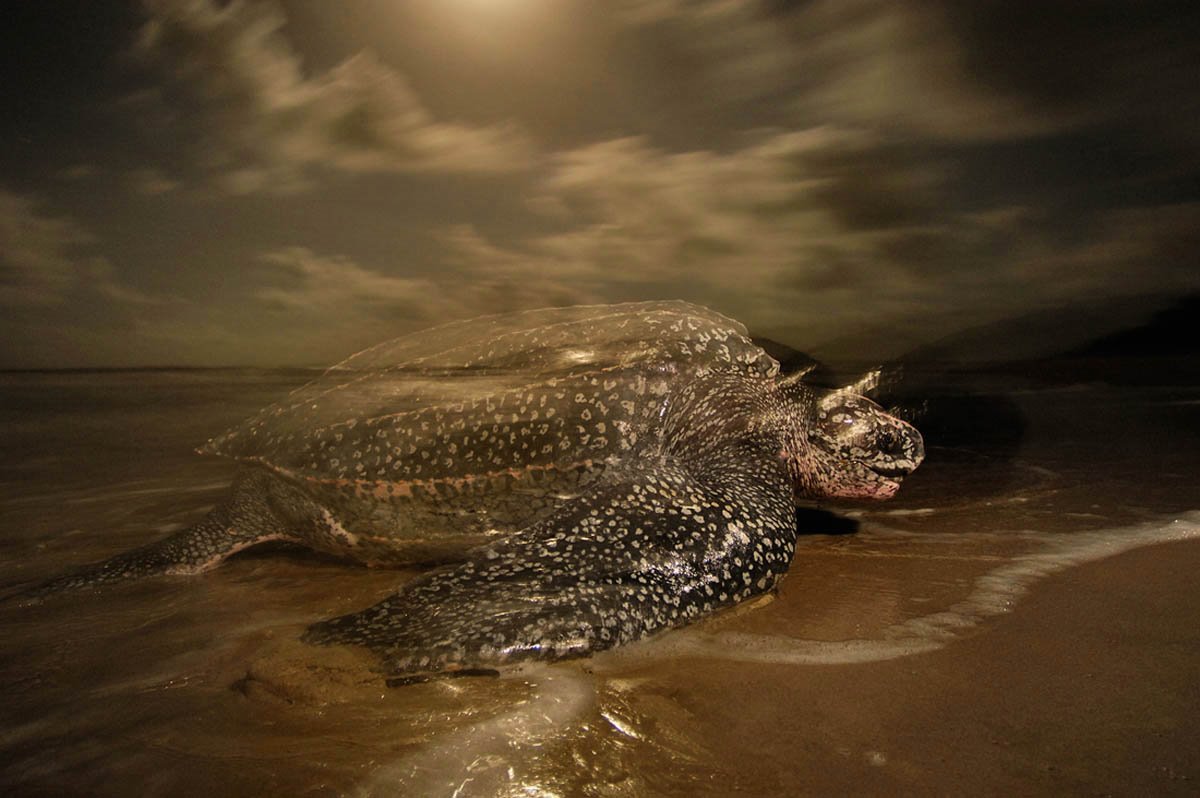 Dia Mundial Oceanos Brian Skerry