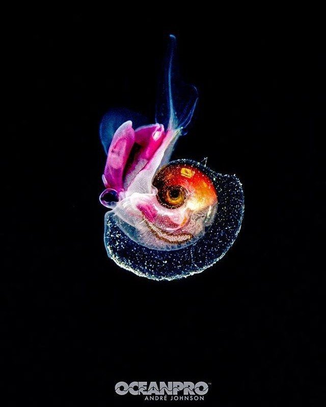 Dia Mundial Oceanos oceanprophotography