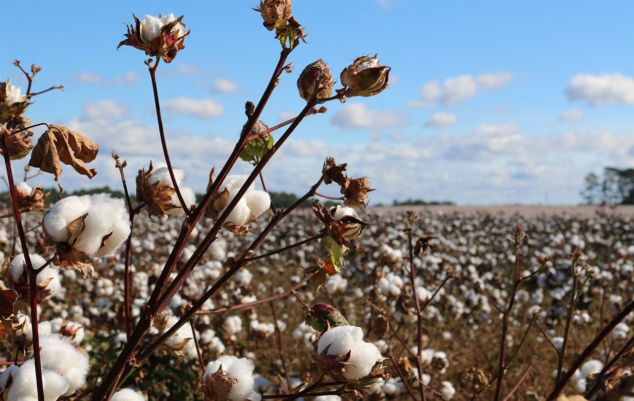 Cultivo de algodón