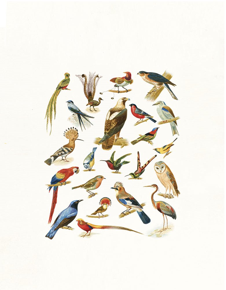 especial-jardines-pajaros