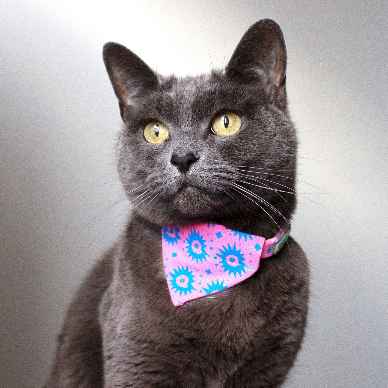 Hiro + Wolf, algo más reciente, también se animó a diseñar complementos para gatos. 