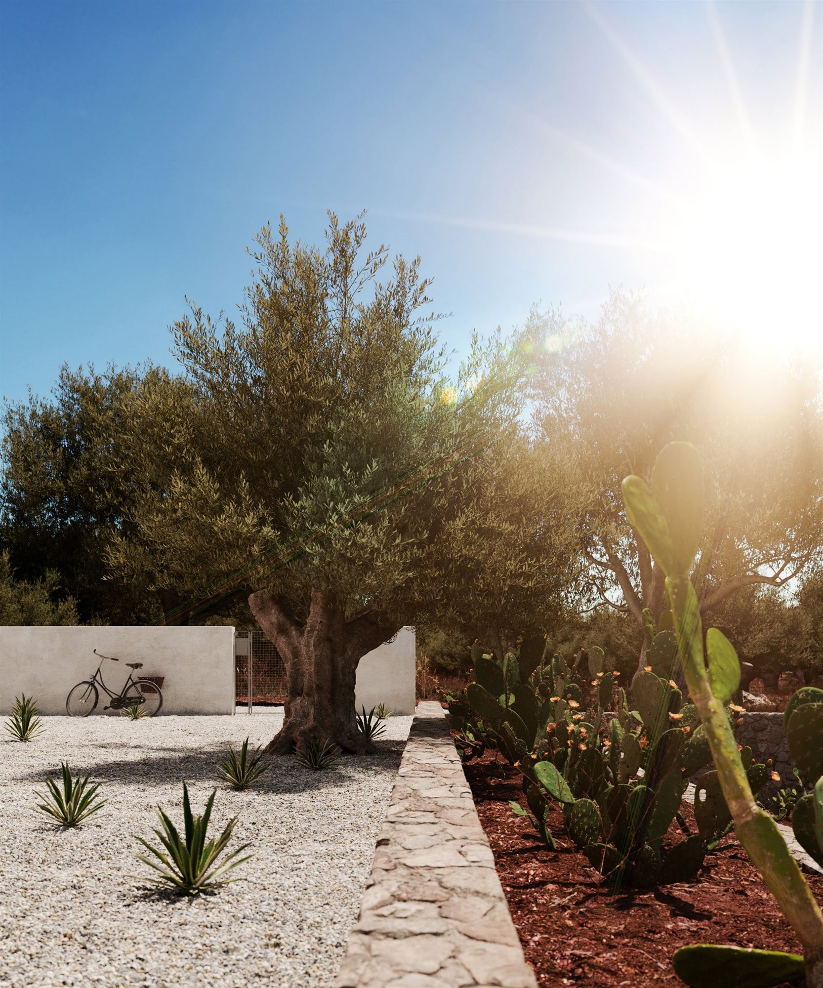 olivo-jardin