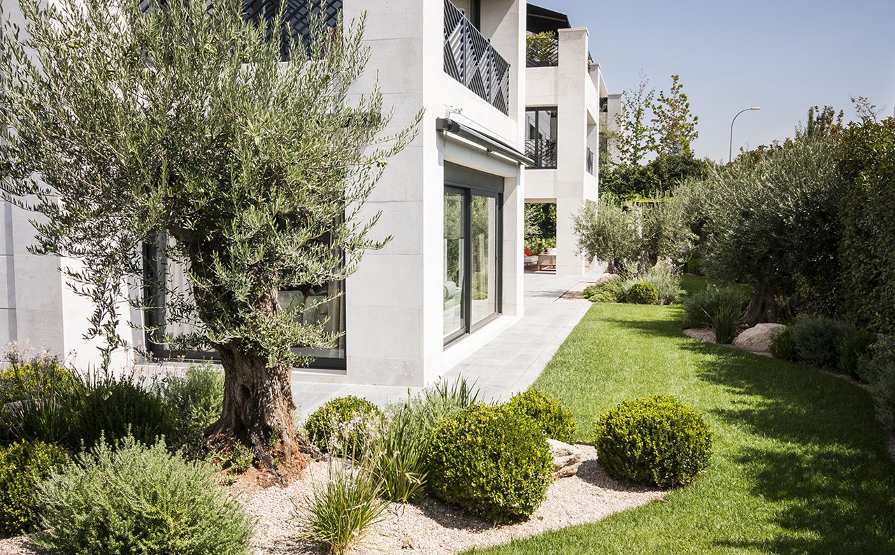 Olivos y matas de lavanda, dietes y boj dan un aspecto mediterráneo a este jardín diseñado por Dstudio en Aravaca (Madrid).