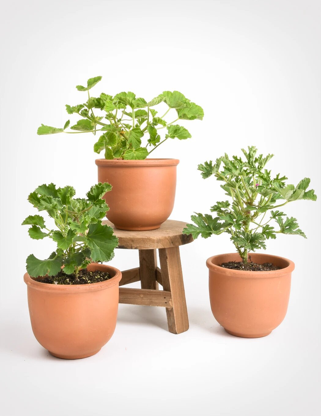 Si tienes jardín, planta tomateras o geranios.
