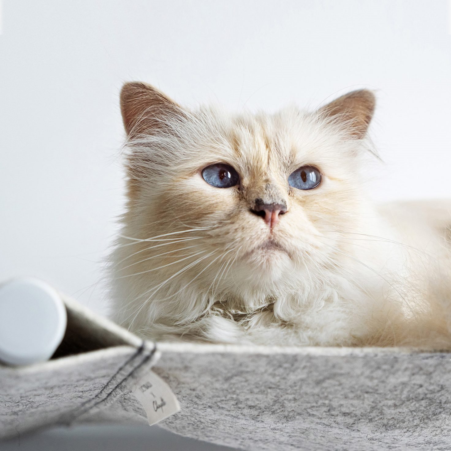 lucybalu-choupette-swing-hamaca-cama-gato-3