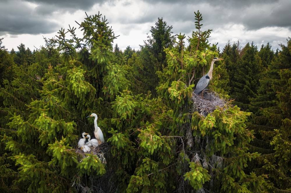 Premios Siena-Ganadores Dron-nidos pajaros arbol