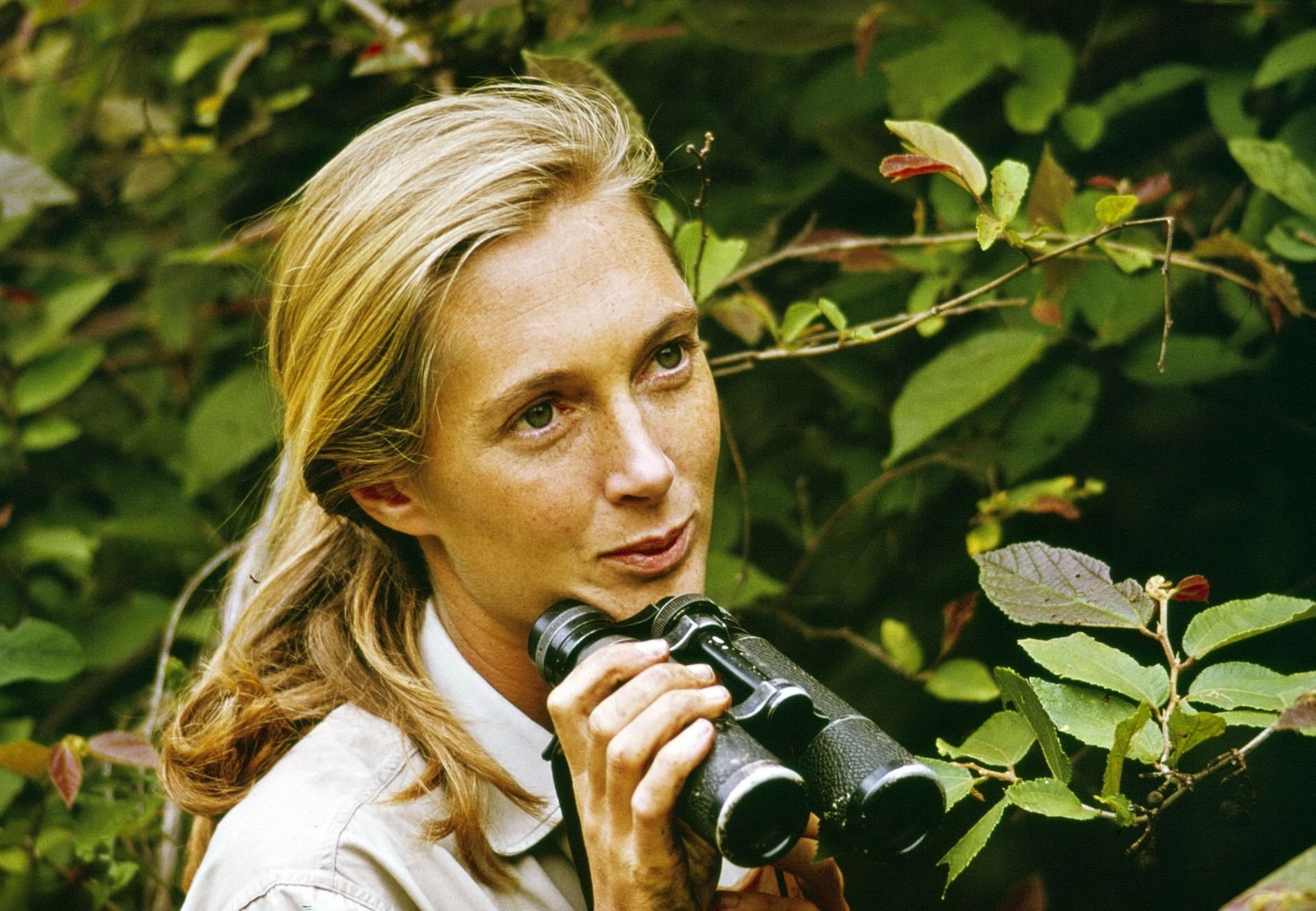Jane-Goodall-Crate&Barrel-Retrato