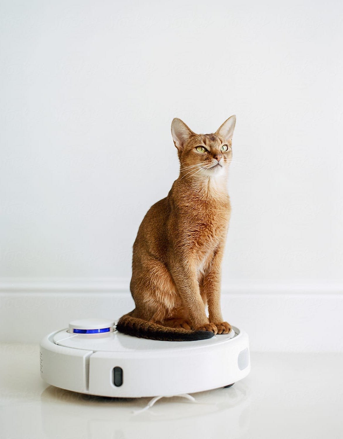 Gato sobre un robot limpiador roomba