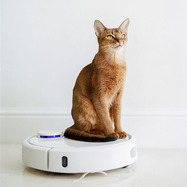 Gato sobre un robot limpiador roomba