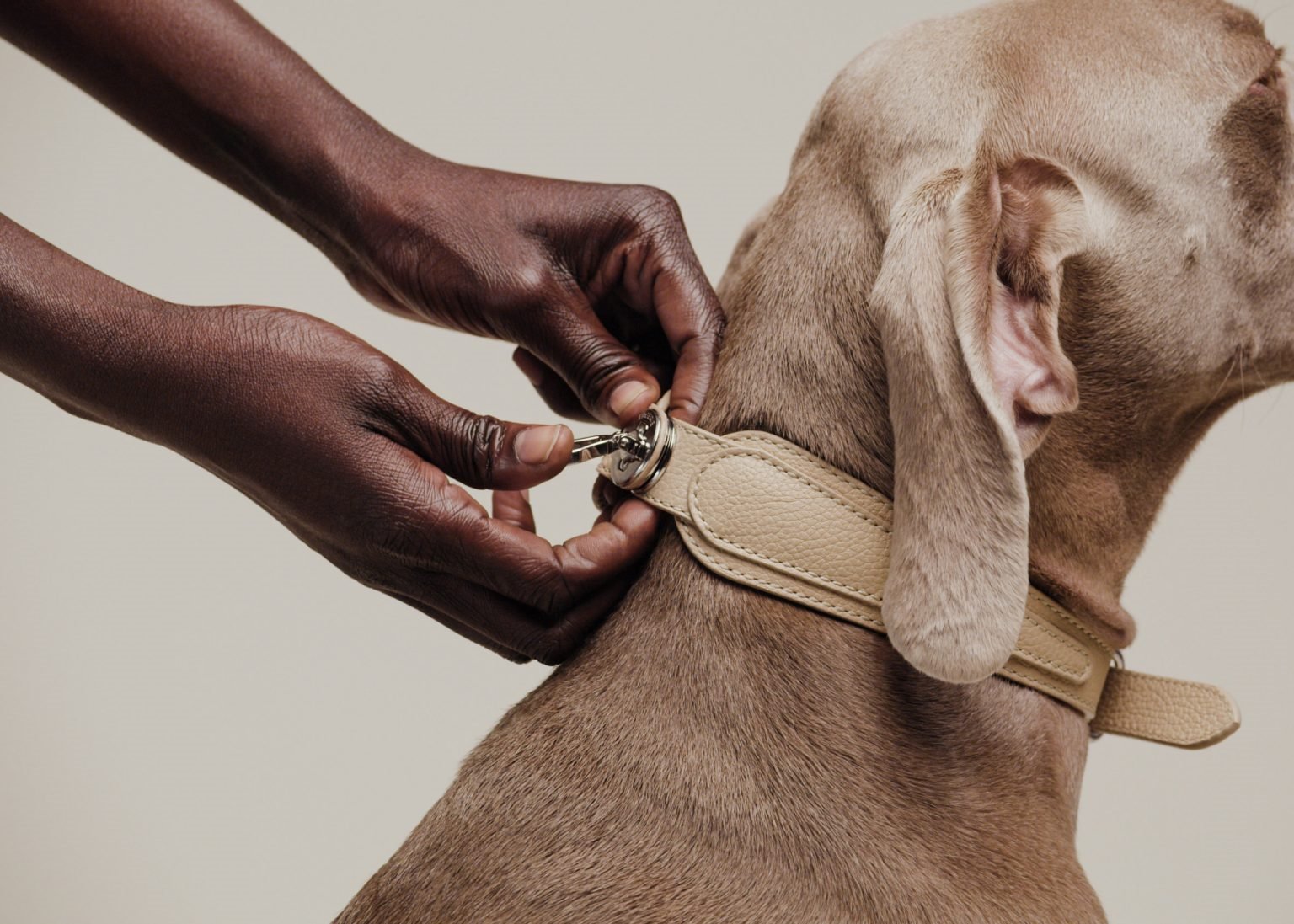 pagerie accesorios perro lujo cuero 6