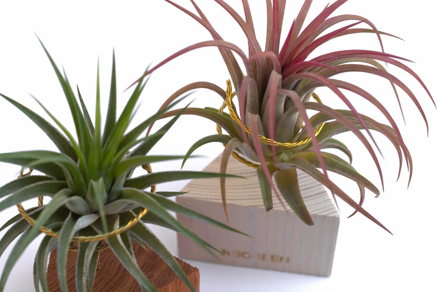 Plantas de aire