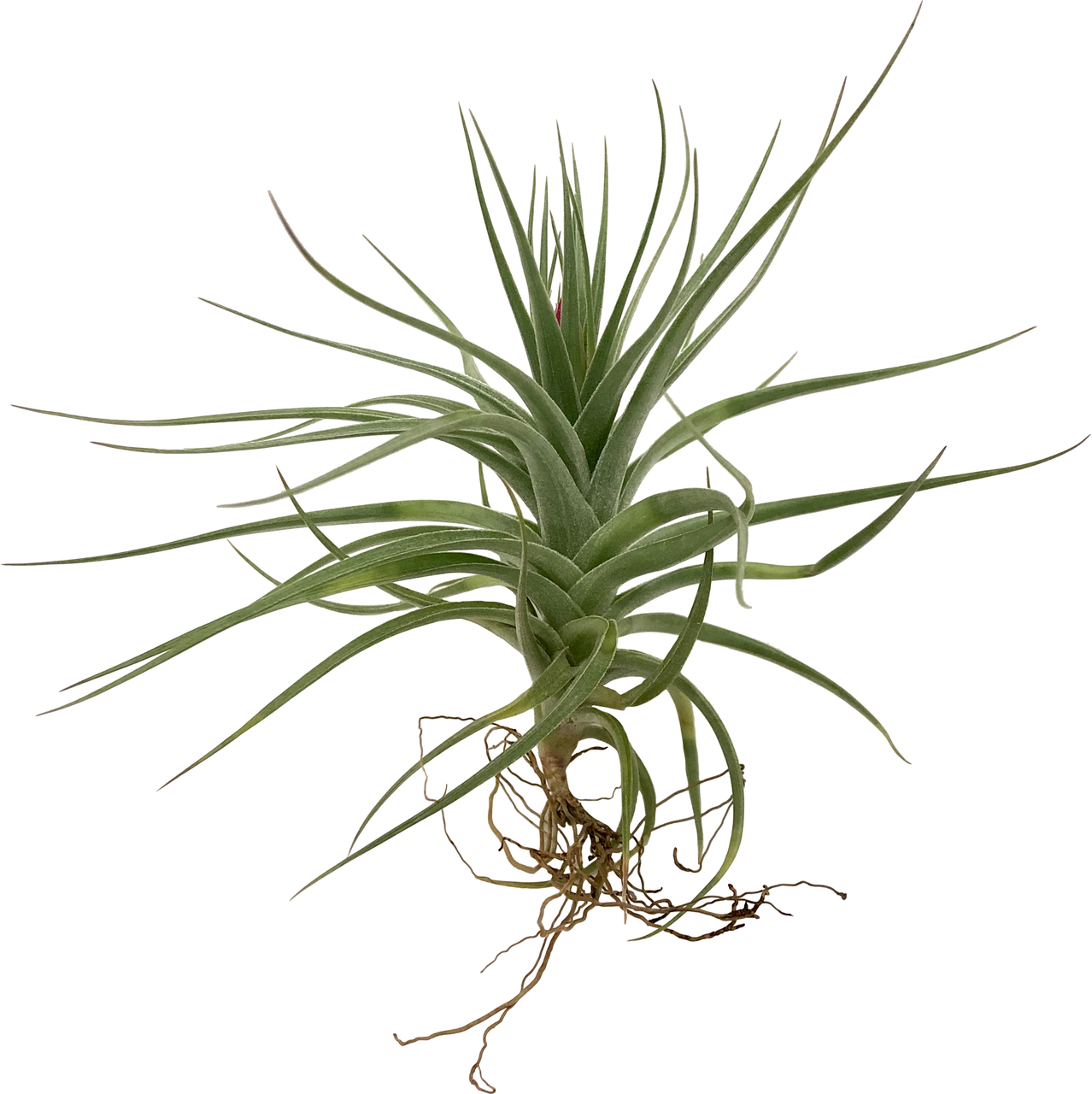 Plantas de aire tillandsias.  Qué son