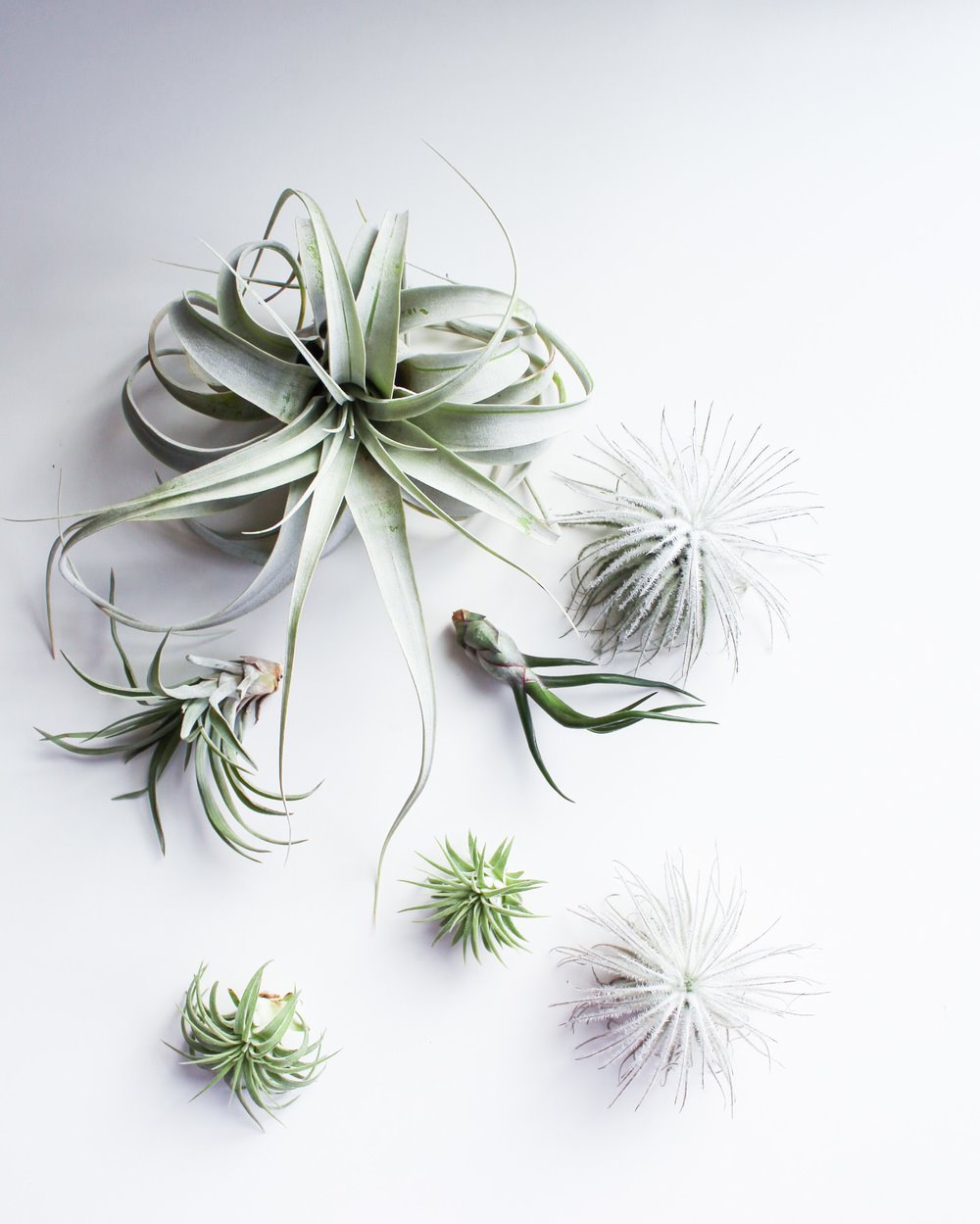 Plantas de aire grupo de  tillandsias. Temperatura ideal