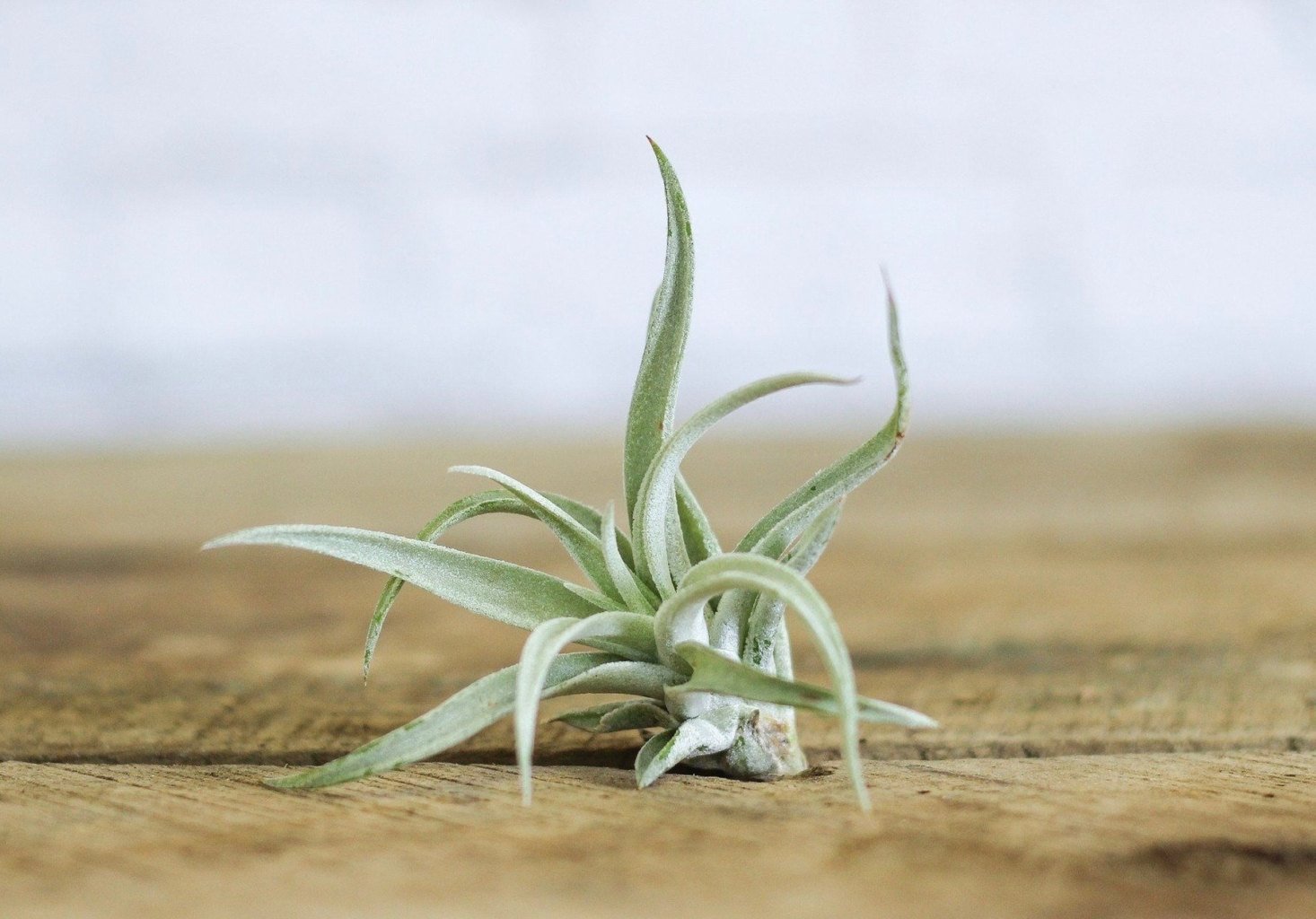 Tillandsia Harrisii planta de aire