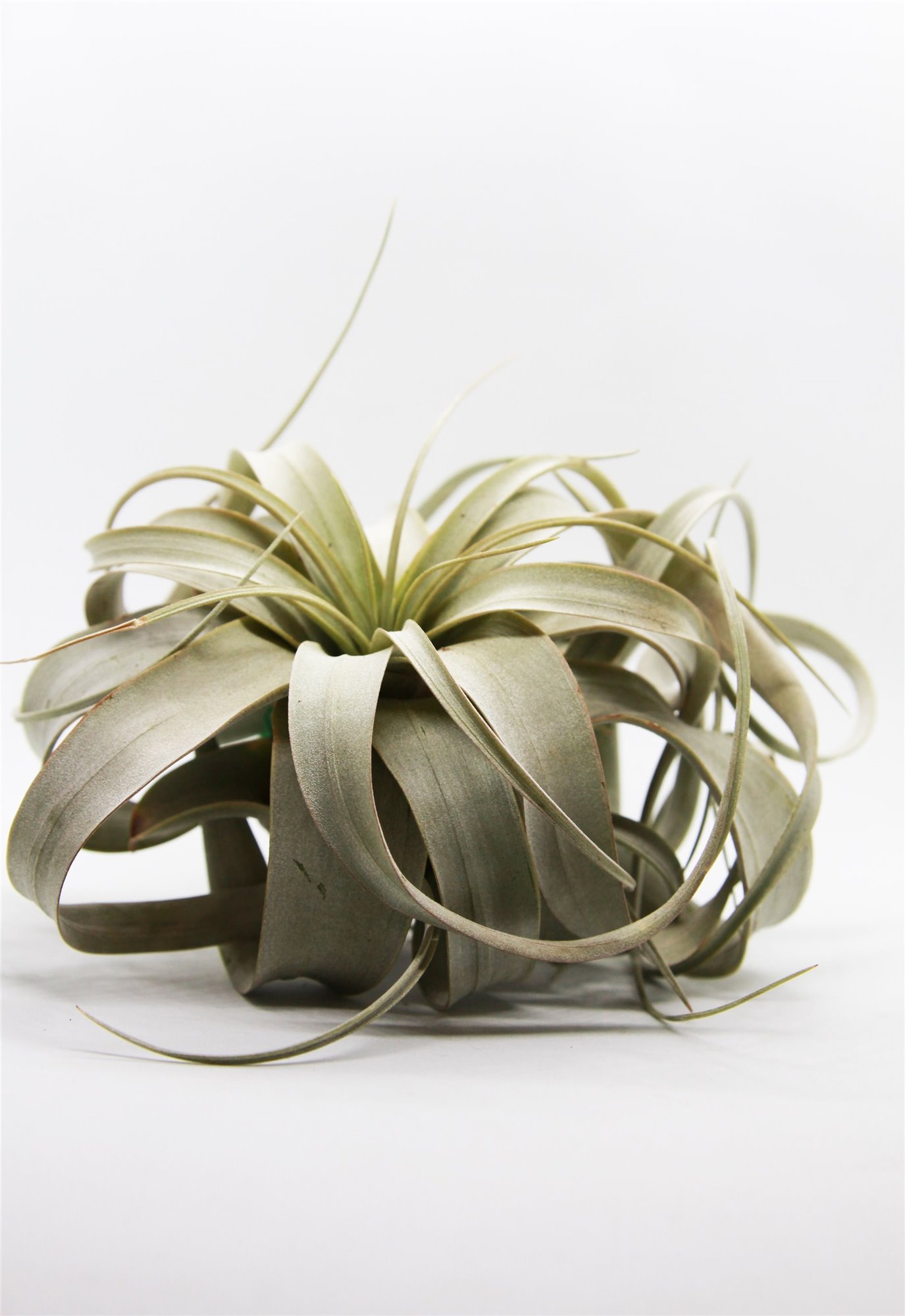 tillandsia-xerographica