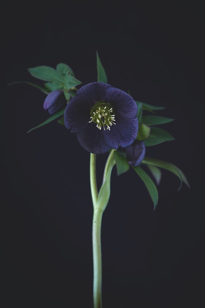 Libro Flowers Britt Willoughby Dyer