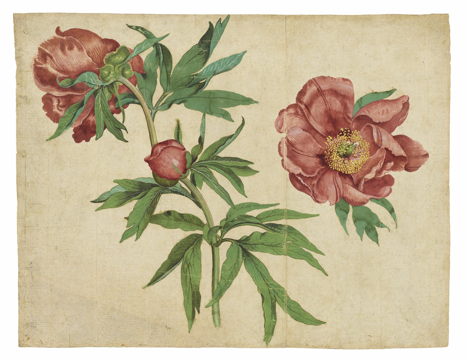 Libro Flowers Martin Schongauer