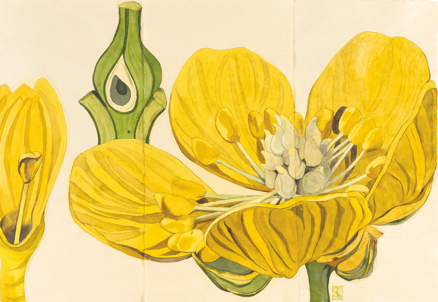 libro Flowers Sarah Graham