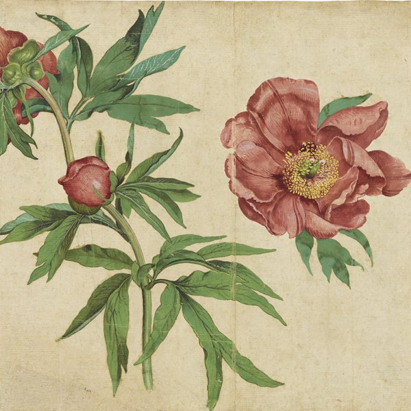"Flower", el libro-joya de Phaidon que perfuma tu casa 