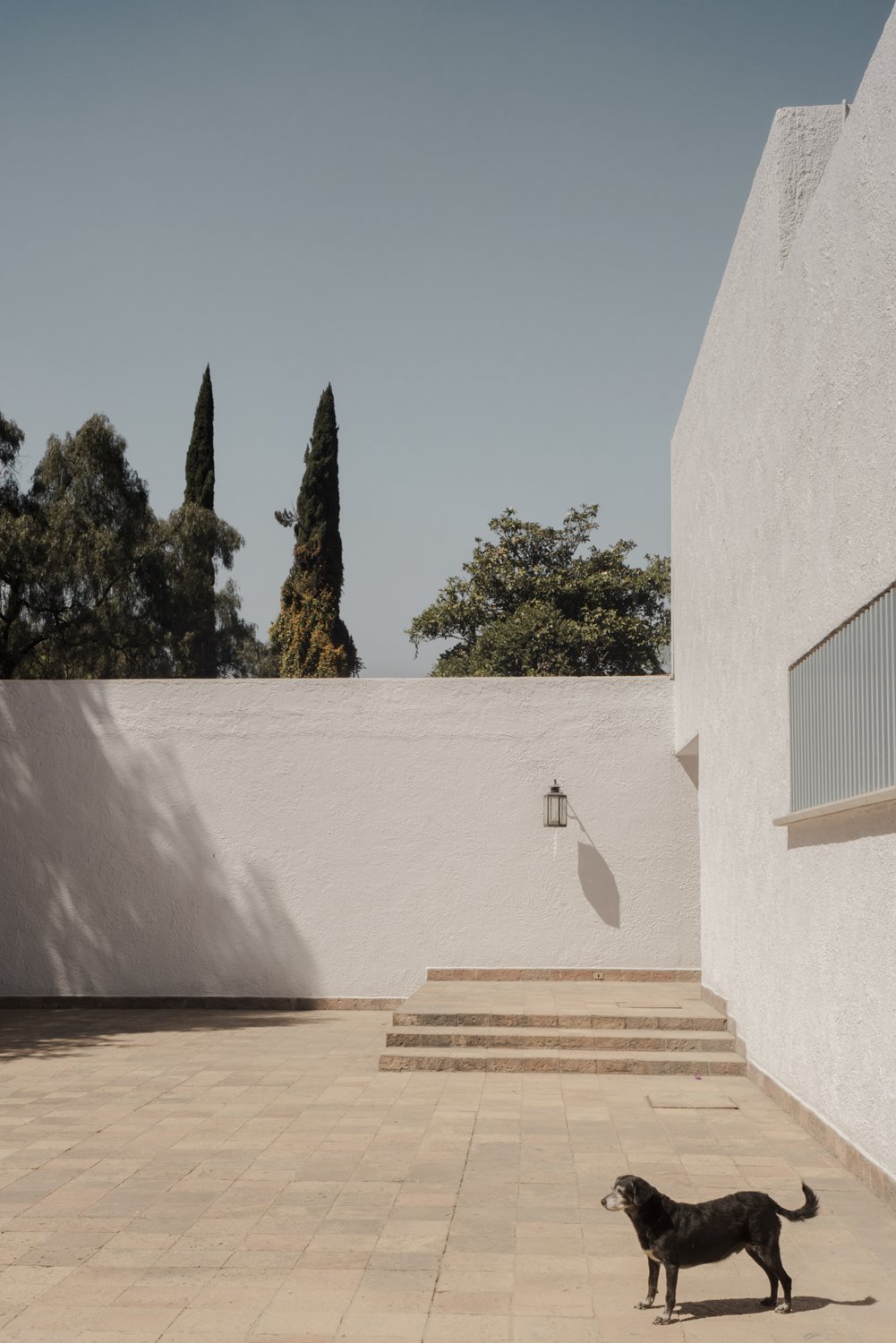 Patio con un perro del arquitecto mexicano Luis Barragan