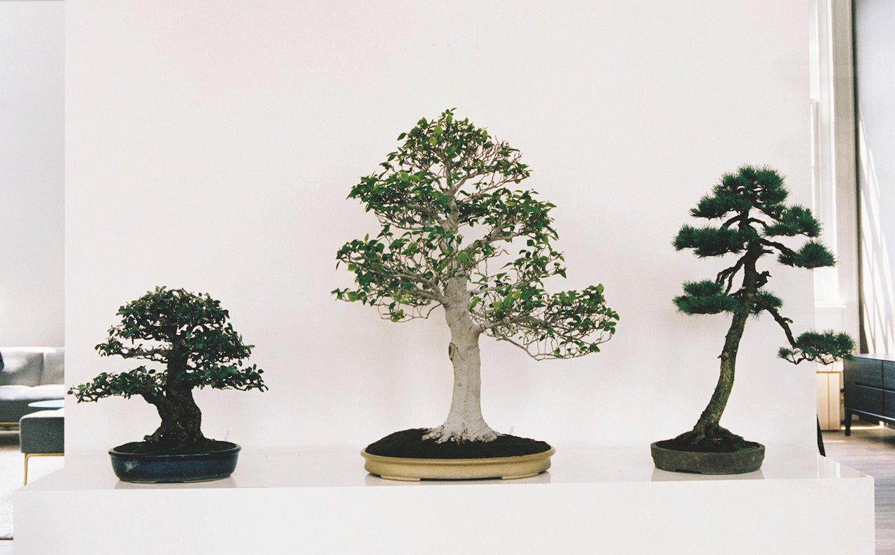 Además de vender mobiliario, también hacen exposiciones de arte oriental. Recientemente mostraron ejemplos de bonsais.