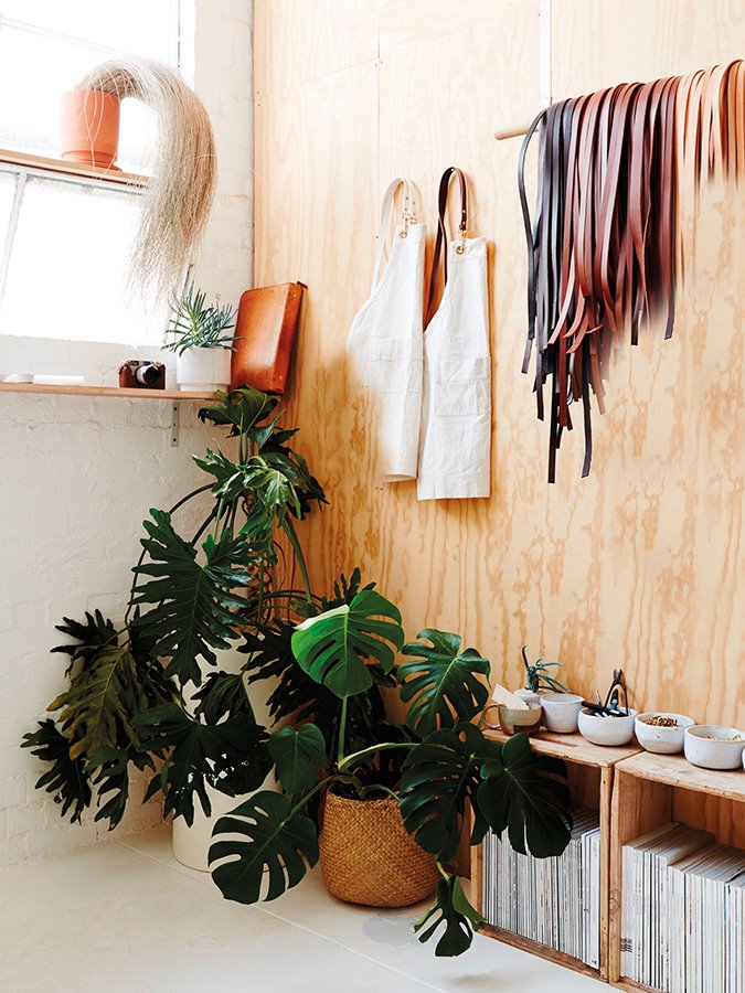 plantas. fidodendros