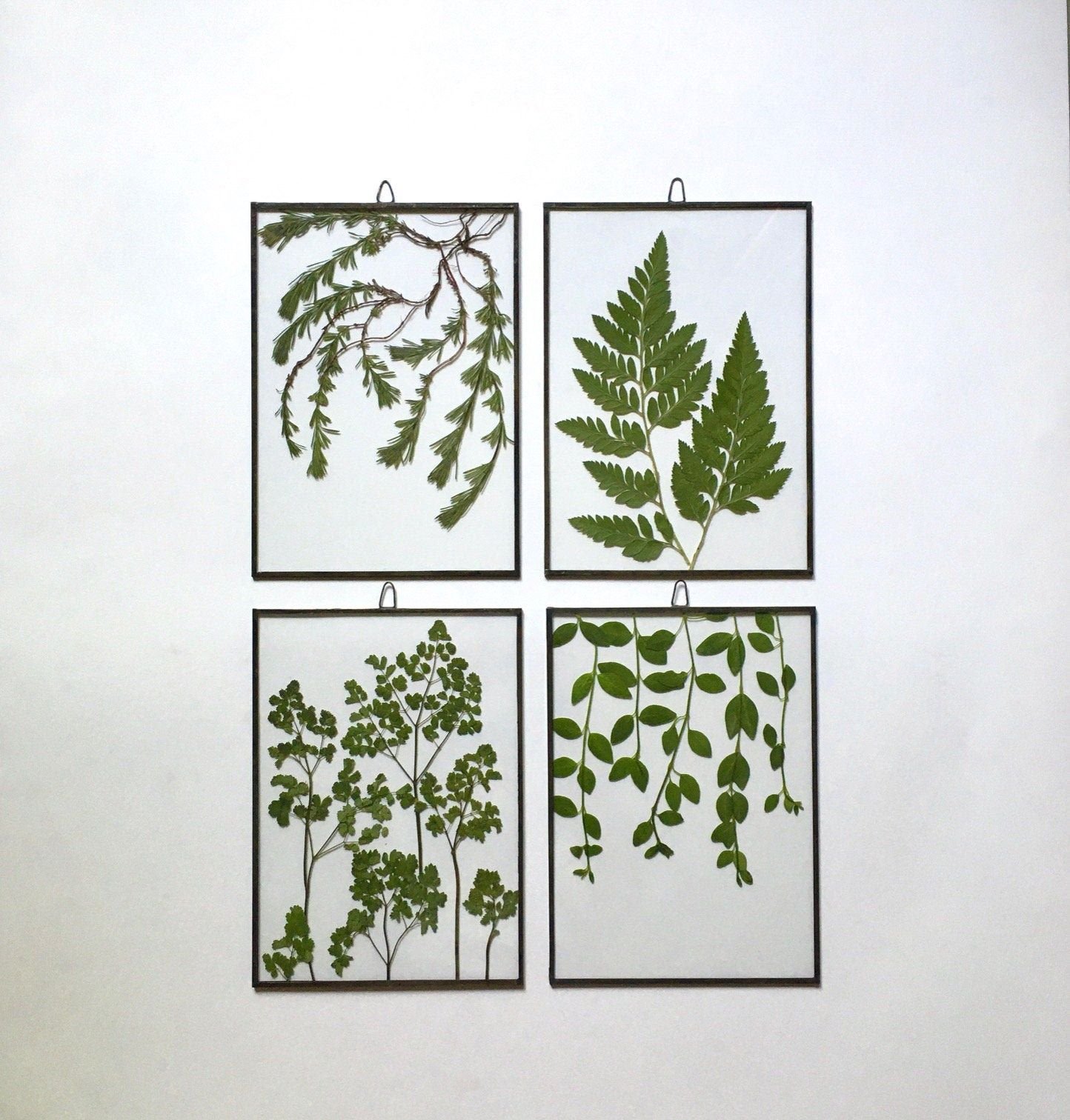Cuadros con plantas preservadas