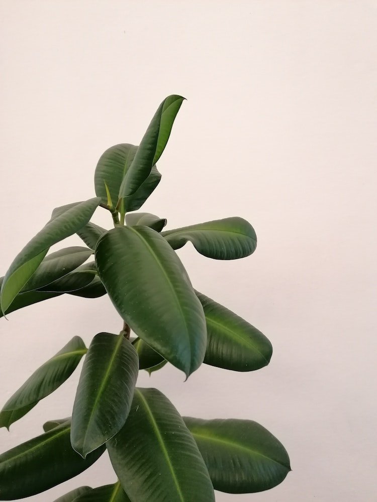 Ficus